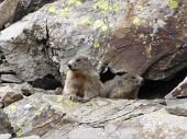 87 Marmotte dal balcone di casa